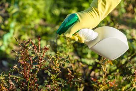 Treatment of roses from pests, aphids and fungi. Remedy for roses from diseases and pests.の写真素材