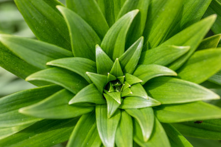 macro image young green lily leaves close-upの写真素材