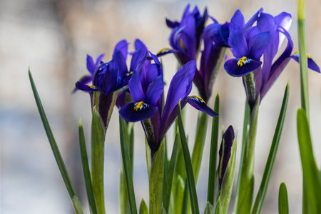 Beautiful blue irises on a blurred natural background. spring moodの写真素材