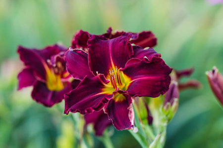 Hemerocallis, Bela Lugosi Daylily in summerの写真素材