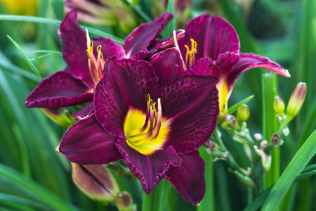 Hemerocallis, Bela Lugosi Daylily in summerの写真素材