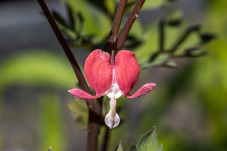 Flowers of a bleeding heart Dicentra spectabilis Valentineの写真素材