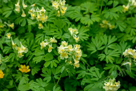 Brunnera macrophylla. Large green leaves and inflorescences with small blue flowers have formed continuous thickets.の写真素材