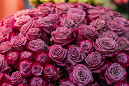 close-up roses texture natural background in pink tonesの写真素材