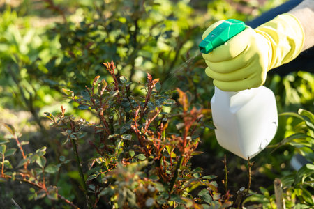 Treatment of roses from pests, aphids and fungi. Remedy for roses from diseases and pests.の写真素材