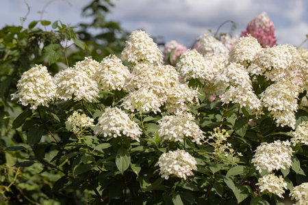 Hydrangea paniculata sort Limelight: hydrangea with green flowers blooms in the garden in summer