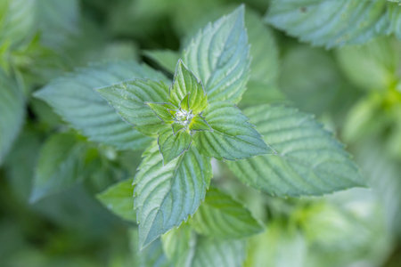 Mint leaf or peppermint plant grow at vegetable garden.