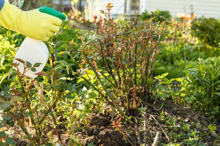 Treatment of roses from pests, aphids and fungi. Remedy for roses from diseases and pests.の写真素材