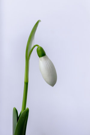 Snowdrop flower in close up with copy spaceの写真素材