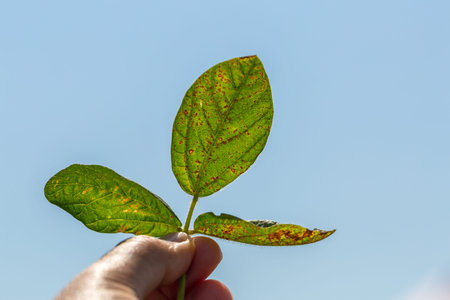 Soybean leaf septoria close-up. A hand holds a soybean leaf to the light