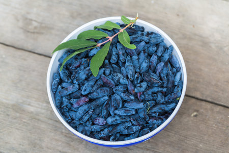 Fresh blue honeysuckle, also known as Honey berry, a background of blue berries with green leaves