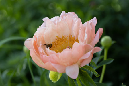 Herbaceous Peonies Pink Hawaiian Coral in flowerの写真素材