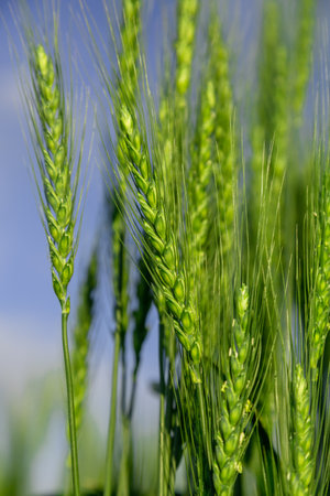 Green wheat field close up image. Agriculture sceneの写真素材