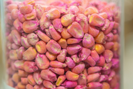 Corn seeds in a glass flask with red pesticide. Corn in transparent flasks at the exhibition.の写真素材