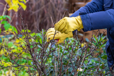 Pruning currant bushes in autumn. Garden work. The pruner in the hands of the gardener.の写真素材