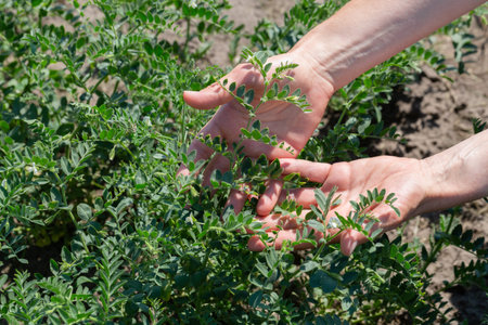 Woman shows chickpeas in close up. Chickpea are growing on the field