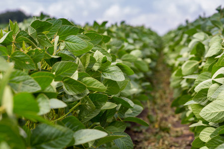 Close-up of a soybean plant field under a blue sky on a summer dayの写真素材