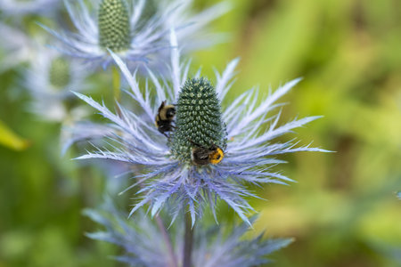 Eryngium alpinum also known as Blue Sea Hollyの写真素材
