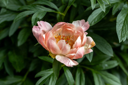 Peony Coral Charm orange pink peony flower in bloom