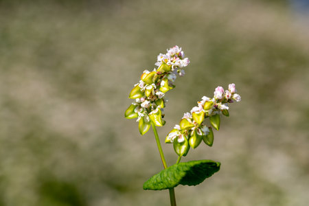 Buckwheat macro with white flowers. Fagopyrum esculentumの写真素材