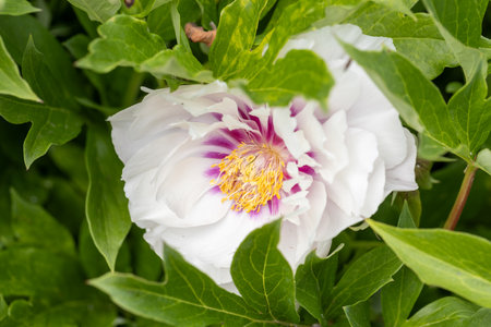 Paeonia Cora Louise is a perennial plant with white and magenta flowersの写真素材