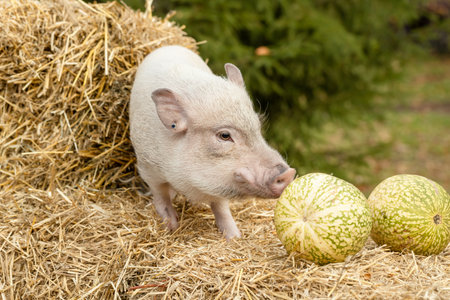 a white mini pig sits in a wicker basket. Autumn photoの写真素材