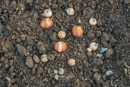 hand sadi in soil-soil flower bulbs. Hand holding a crocus bulb before planting in the groundの写真素材
