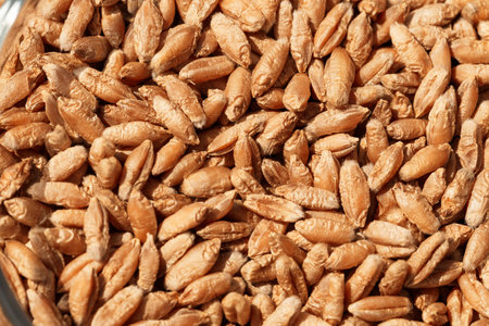 Wheat grain as background textureの写真素材