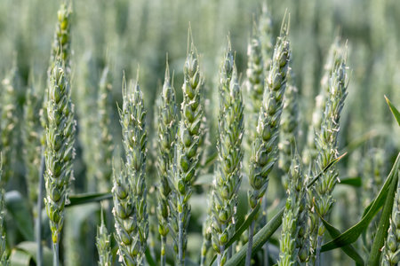 Macro close up of fresh young ears of young green wheat in spring summer field. Free space for text. Agriculture sceneの写真素材