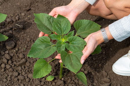 a human hand examines the leaves of young sunflowers. Agricultureの写真素材