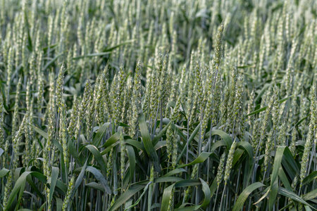Macro close up of fresh young ears of young green wheat in spring summer field. Free space for text. Agriculture sceneの写真素材