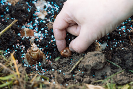 hand sadi in soil-soil flower bulbs. Hand holding a crocus bulb before planting in the ground