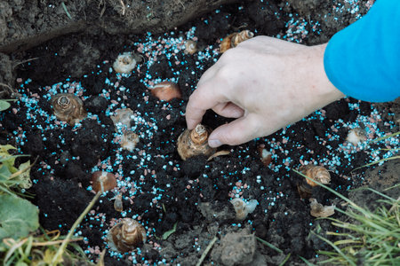 hand sadi in soil-soil flower bulbs. Hand holding a crocus bulb before planting in the groundの写真素材