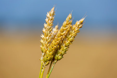 Close-up of five ears of wheat in hands on blurred backgroundの写真素材