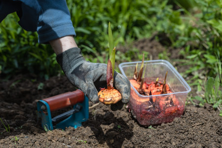 the hand plants bulbs of flowers in the soil. Hand holding a gladiolus bulb before planting in the groundの写真素材