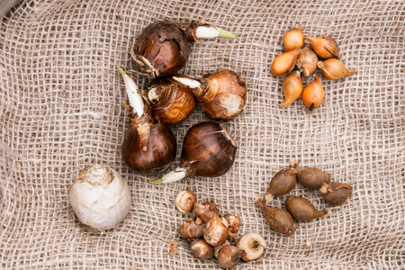 Preparing for planting in autumn on burlap flower bulbs of daffodils, tulips, hazel grouse.