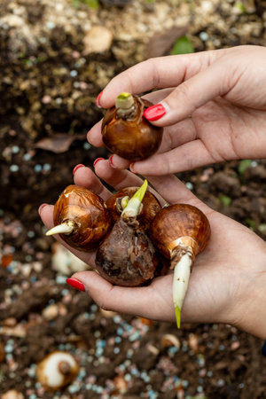 hands holding daffodil bulbs before planting in the ground