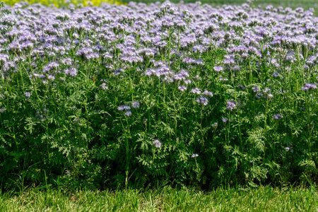 Lacy phacelia, blue tansy or purple tansy. Phacelia tanacetifolia