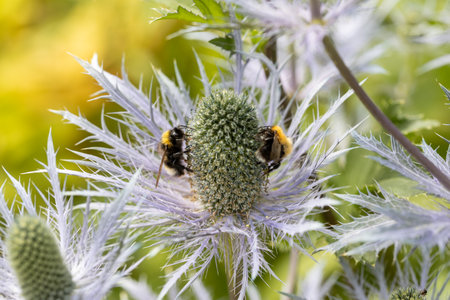 Eryngium alpinum Blue Jackpot also known as Blue Sea Hollyの写真素材