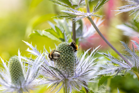 Eryngium alpinum also known as Blue Sea Holly
