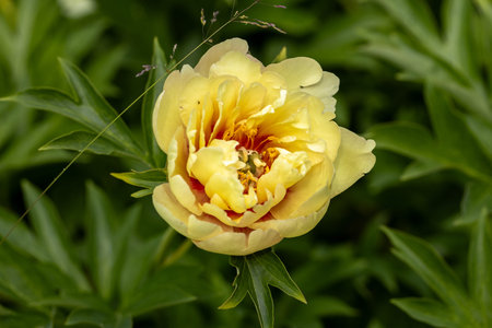 Paeonia Itoh Hybrids Lolliepop in the spring gardenの写真素材