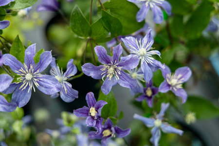 Clematis flowering plant blossoms in the summer garden