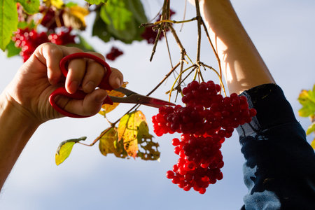 Red autumn viburnum in hands. Picking red viburnum in autumn