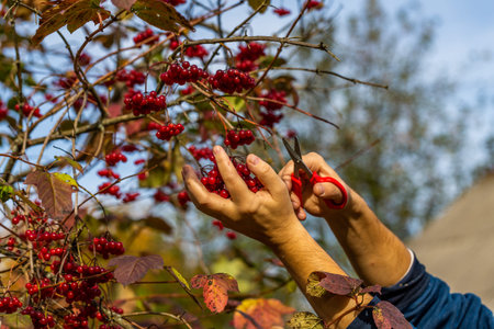Red autumn viburnum in hands. Picking red viburnum in autumn