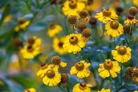 Helenium autumnale Tie Dye in flower.の写真素材