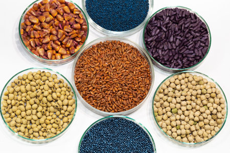 Colorful pesticide-treated rapeseed, sunflower, wheat, pea, soy, and corn seeds in a petri dish in...