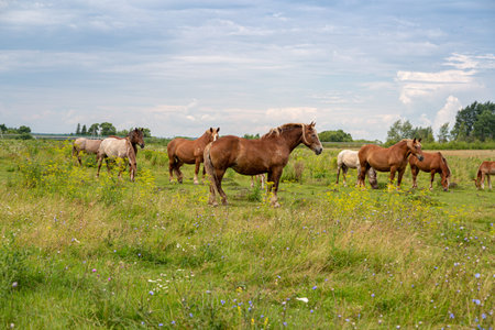 horses walking in natureの写真素材