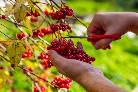 Red autumn viburnum in hands. Picking red viburnum in autumn