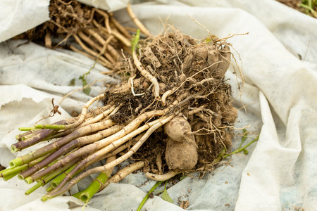 dahlia tubers just lifted for overwintering in garden