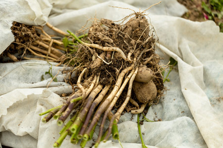 dahlia tubers just lifted for overwintering in garden